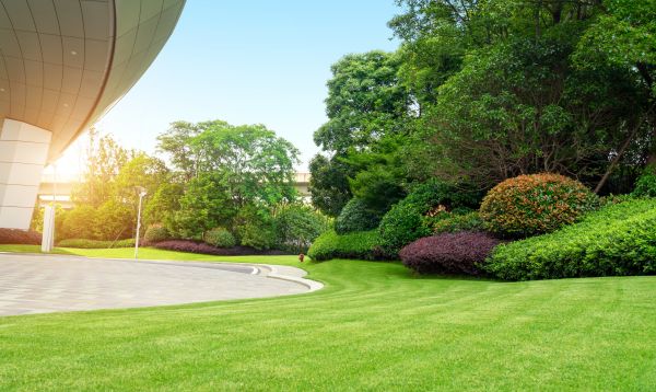Commercial Shrub Trimming in Charleston
