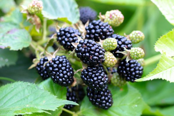 Blackberry Bush Removal in Charleston