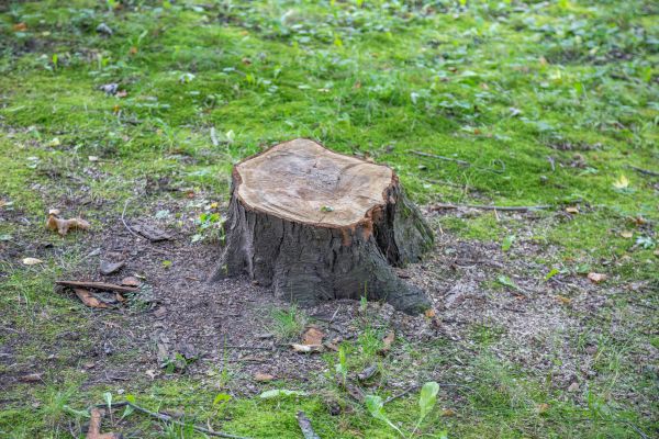 Bush Stump Removal in Charleston
