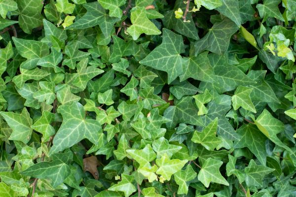 Cost of English Ivy Removal in Charleston