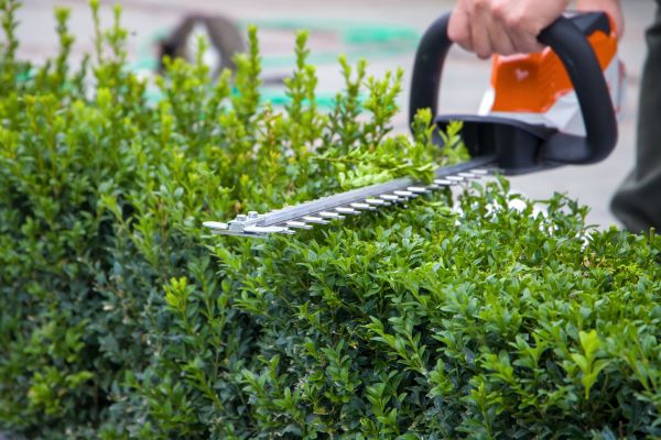 Hedge Pruning in Charleston