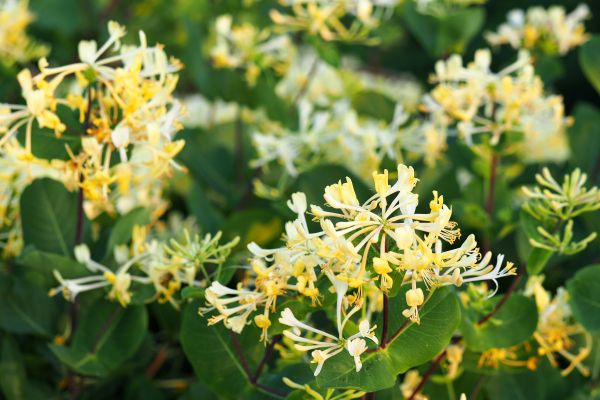 Cost of Honeysuckle Removal in Charleston