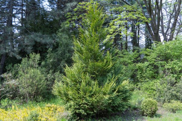 Cost of Juniper Pruning in Charleston