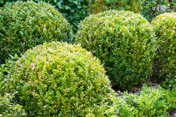 Cost of Landscape Trimming Service in Charleston