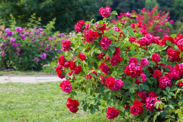 Cost of Rose Bush Pruning in Charleston
