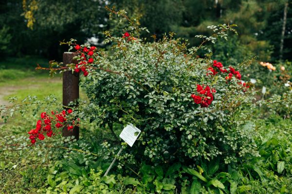 Cost of Rose Bush Removal in Charleston