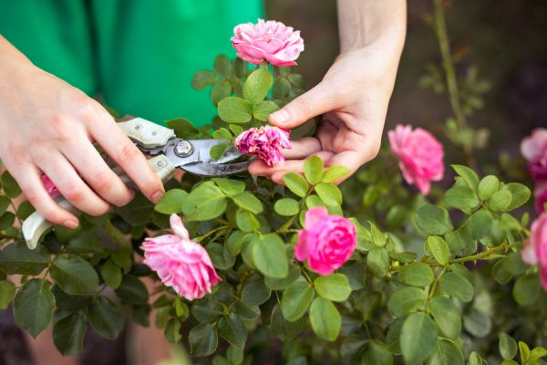 Cost of Rose Trimming in Charleston