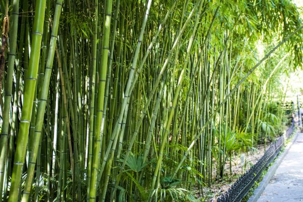 Cost of Bamboo Root Removal in Charleston