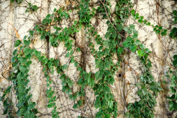Cost of Vine Removal Service in Charleston