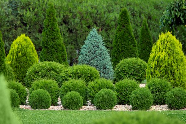 Cost of Shrub Shaping in Charleston