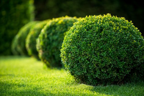 Cost of Bush Pruning in Charleston