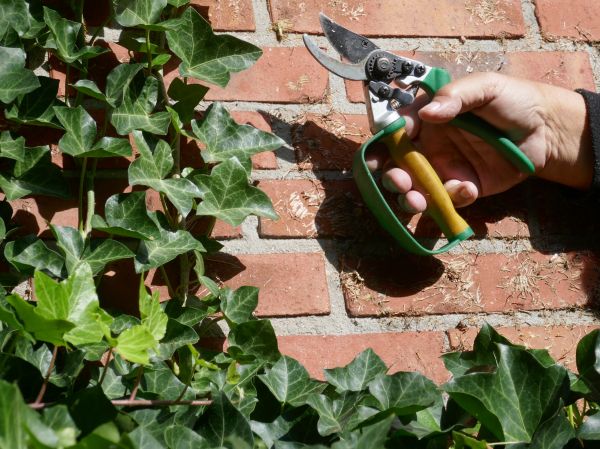 Cost of Ivy Removal Service in Charleston