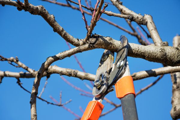 Cost of Selective Pruning in Charleston