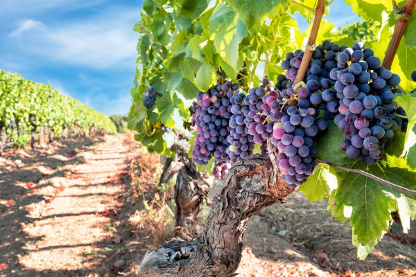 Cost of Grapevine Pruning in Charleston