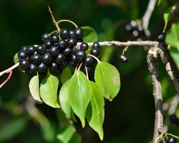 Cost of Buckthorn Removal in Charleston