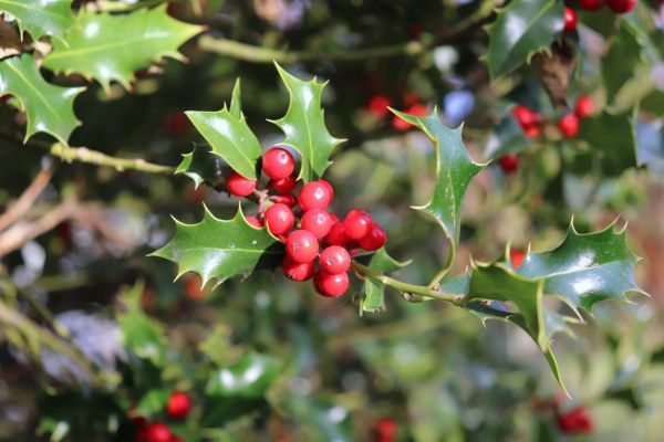 Cost of Holly Tree Trimming in Charleston
