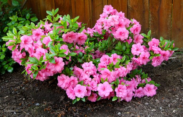 Cost of Azaleas Removal in Charleston