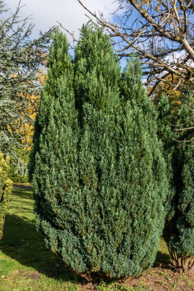 Cost of Juniper Trimming in Charleston