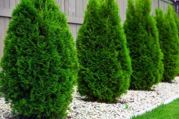 Cost of Arborvitae Pruning in Charleston