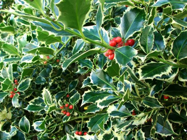 Cost of Holly Bushes Trimming in Charleston