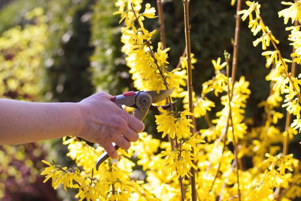 Cost of Forsythia Pruning in Charleston
