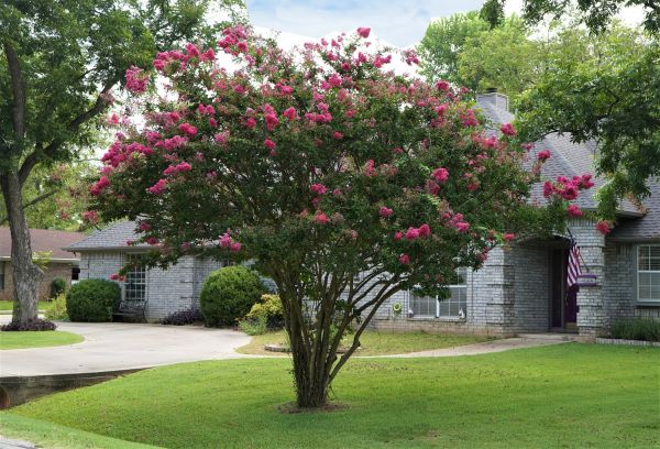Crepe Myrtle Trimming in Charleston