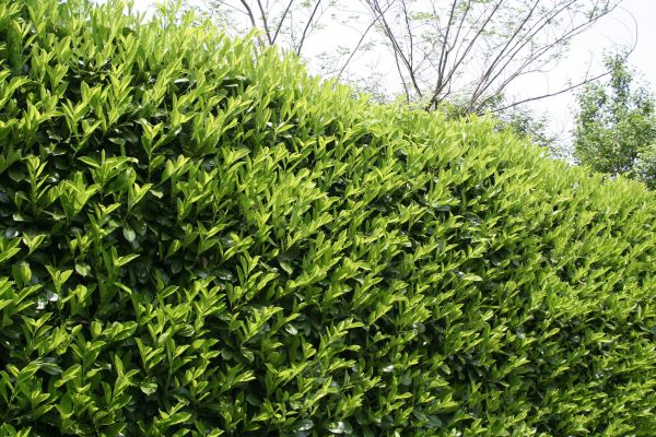 Cost of Laurel Shrub Removal in Charleston