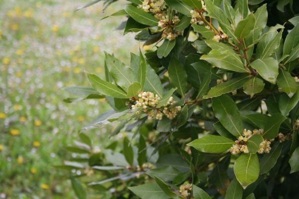 Cost of Laurel Trimming in Charleston