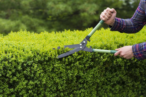 Cost of Evergreen Shrub Pruning in Charleston