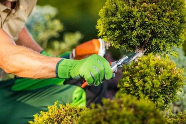 Cost of Landscape Pruning Service in Charleston