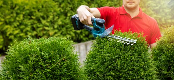 Cost of Hedge Shaping Service in Charleston