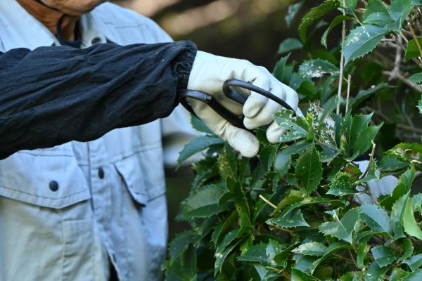 Holly Pruning in Charleston
