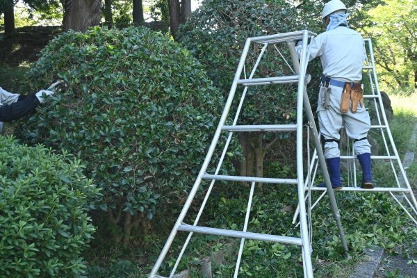 Cost of Holly Shaping in Charleston