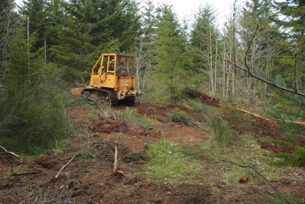 Cost of Shrubbery Clearing in Charleston