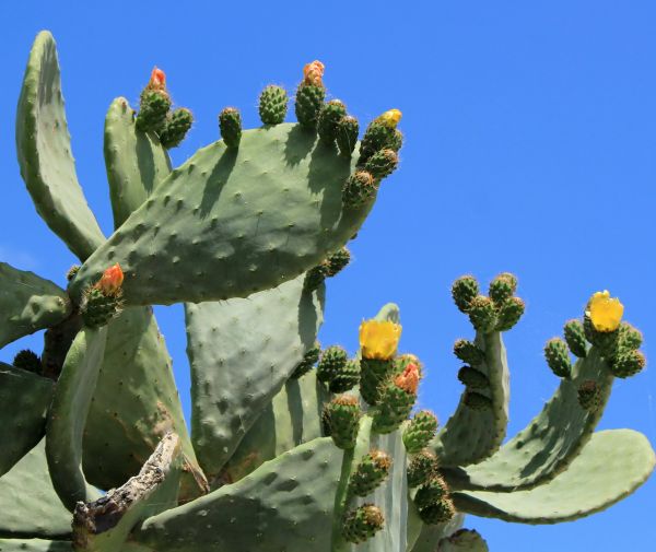 Cost of Cactus Removal in Charleston