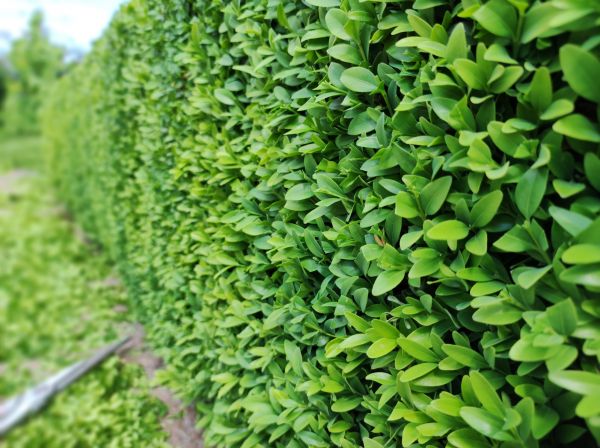 Cost of Boxwood Pruning in Charleston
