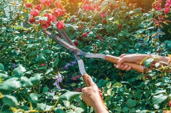 Knockout Roses Pruning in Charleston
