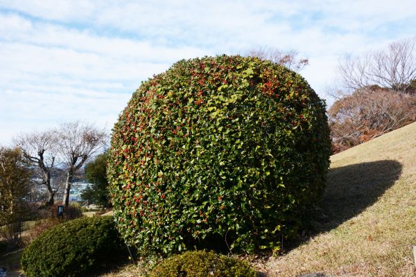 Cost of Holly Shrub Pruning in Charleston