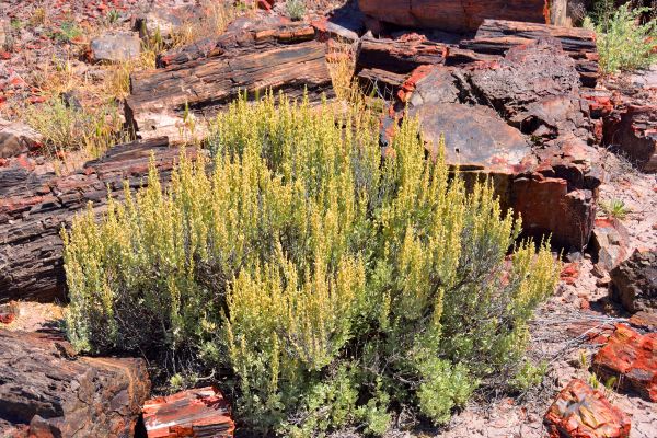 Cost of Sagebrush Removal in Charleston