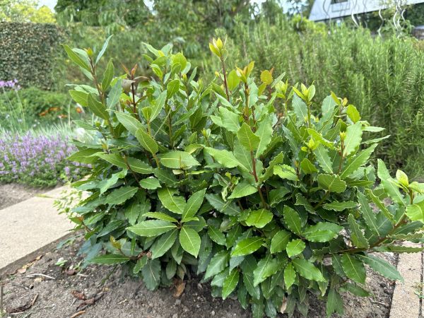 Cost of Laurel Hedge Trimming in Charleston