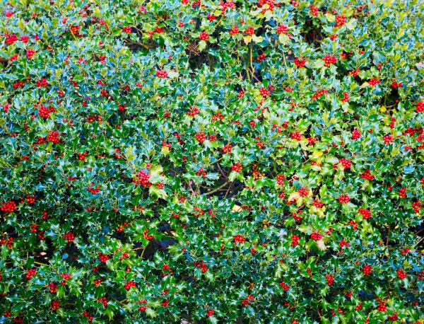 Cost of Holly Bush Removal in Charleston
