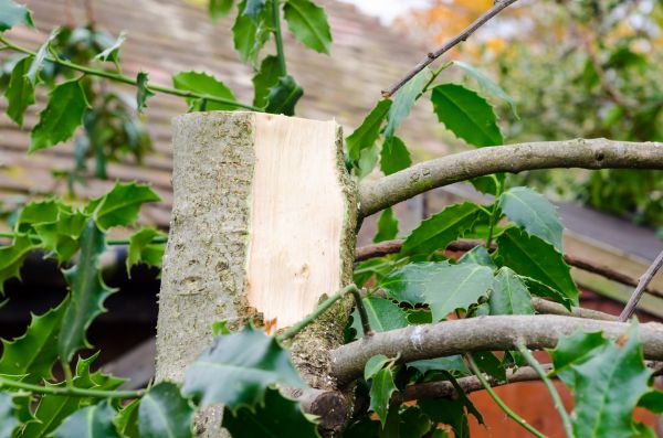 Cost of Holly Tree Removal in Charleston