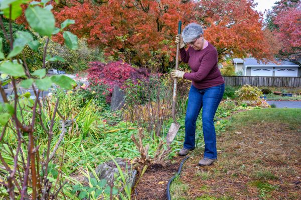 Cost of Dead Bush Removal in Charleston