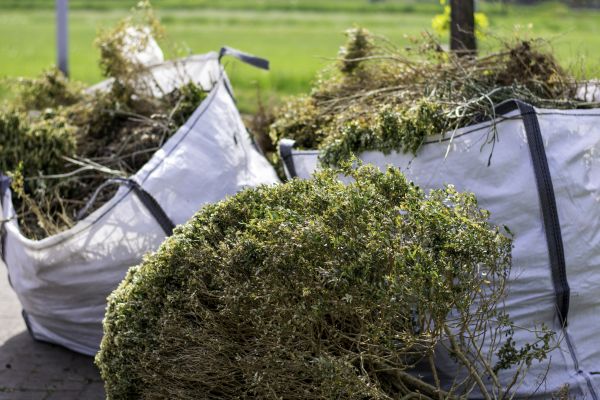 Cost of Dead Shrub Removal in Charleston