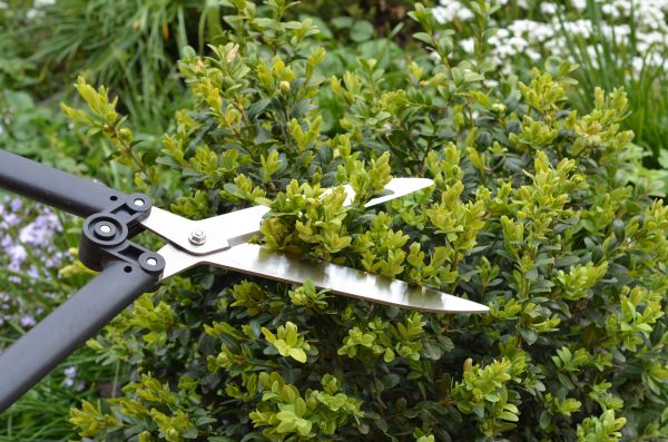 Cost of Boxwood Trimming in Charleston