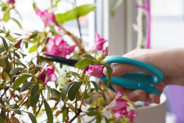Azalea Pruning in Charleston