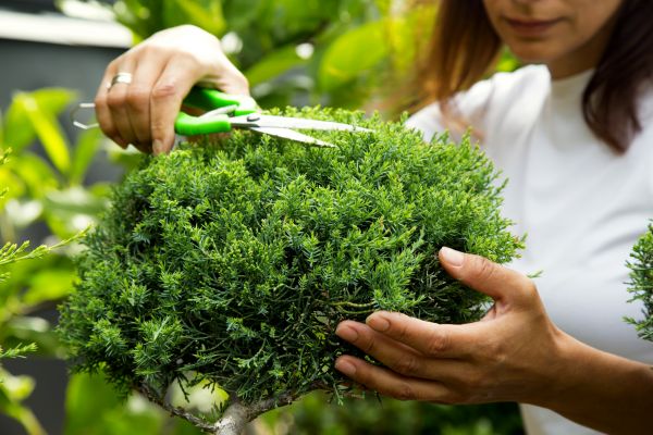 Cost of Juniper Shrub Pruning in Charleston