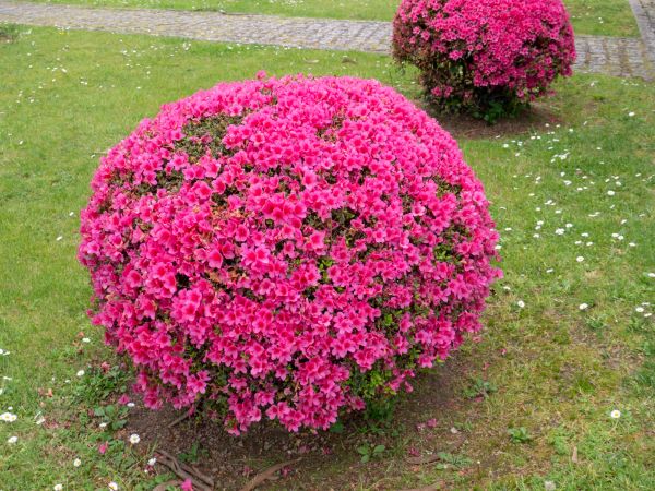 Cost of Rhododendron Pruning in Charleston