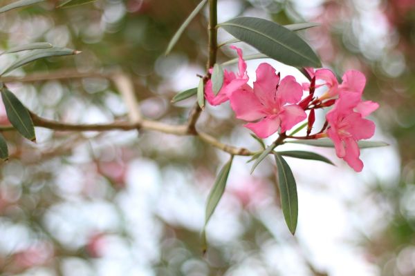 Cost of Oleander Removal in Charleston