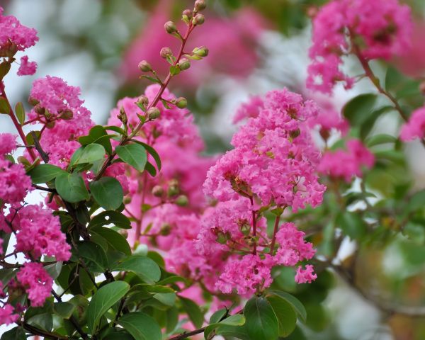 Cost of Crepe Myrtle Removal in Charleston